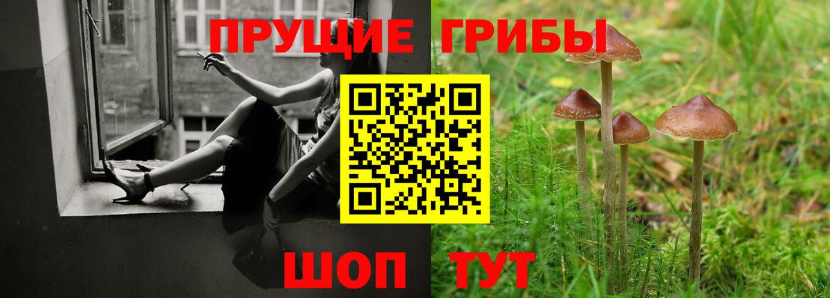 Псилоцибиновые грибы Psilocybe  Черногорск 